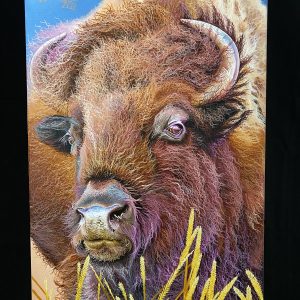 Bison acrylic painting